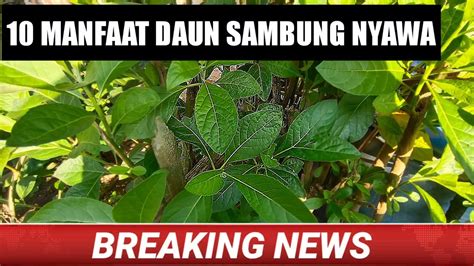 Daun sambung nyawa memang tidak diragukan lagi khasiatnya, mulai dari penyakit yang ringan, cukup serius, hingga luka bekas gigitan ular pun jika kalian ingin membuktikan manfaatnya, bisa kok tumbuhan dengan nama unik ini di tanam di pekarangan rumah dan perawatan untuk tanaman. Manfaat Daun dewa / daun sambung nyawa untuk kesehatan ...