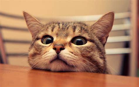 16 Cats Who Make Awkward Poses Look Really Cute | DogVacay ...