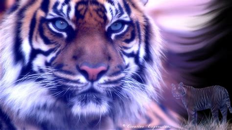 Tiger Picture Image Abyss