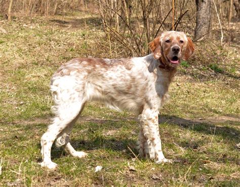 Mishel Purebred Healthy English Setter Puppy For Sale