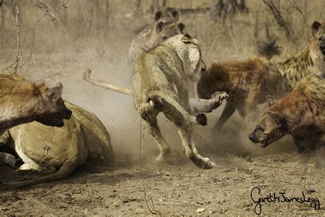 Battle For Buffalo Hyenas Take On Lions In An Epic Show Of Force