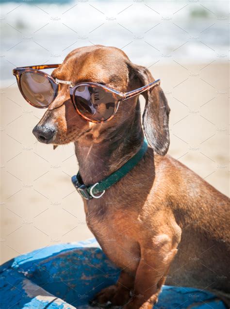 Dachshund Dog With Sunglasses ~ Animal Photos ~ Creative