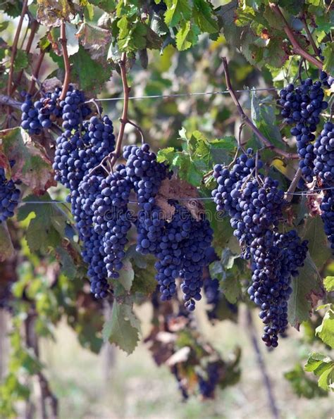 Purple Grapes On Vines Stock Image Image Of Colour Growing 14918895