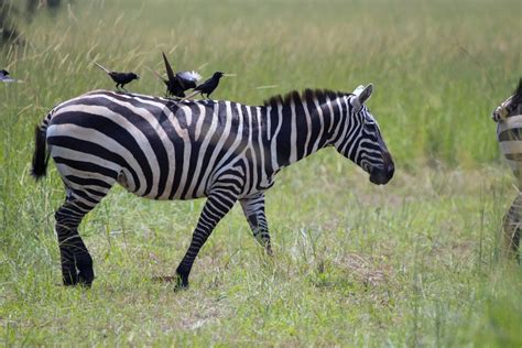 In Photos Why Zebras Have Black And White Stripes Live Science