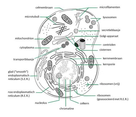Bouw Van De Dierlijke Cel Overzicht Mijn Site