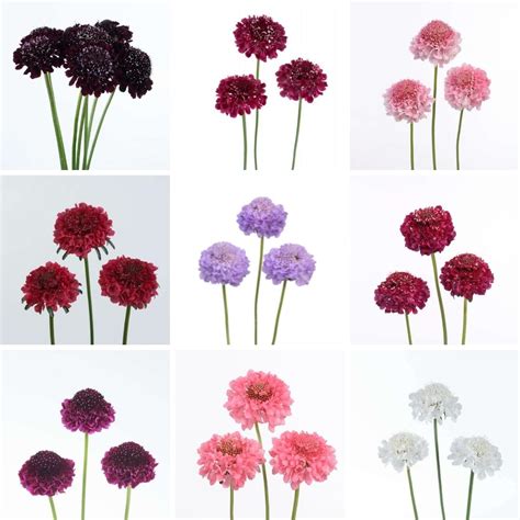 Scabiosa Scoop Are The Petit Fours Of The Floral World Article Onthursd