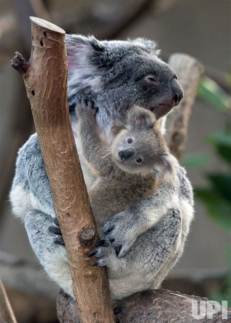Photo Mother Koala Holds Her 8 Month Old Female Joey At The San Diego