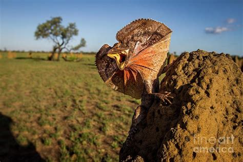 Frill Neck Lizard Displaying Photograph By Paul Williamsscience Photo Library Pixels