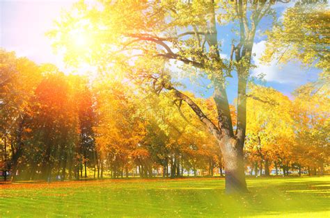 Autumn Picturesque Tree In Sunny Autumn Park Lit By Sunlight Autumn