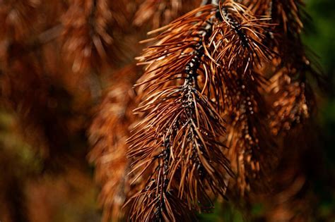 5 Common Cedar Tree Diseases Shuold Know And How To Treat It