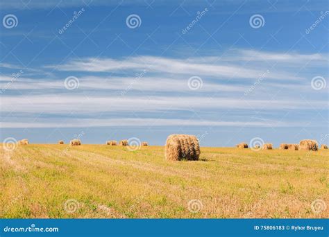 Rural Landscape Field Meadow With Hay Bales After Harvest In Sunny Day