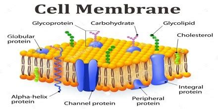 Maybe you would like to learn more about one of these? What is the structure of a typical animal cell? - Quora