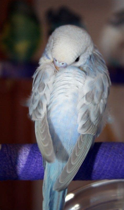 Dilute Blue Opaline American Parakeet Budgie Parakeet Parakeet