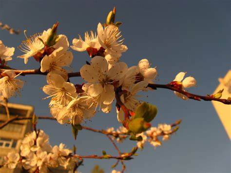 Apricot Tree In Bloom 11 Original Macro Photos — Steemit