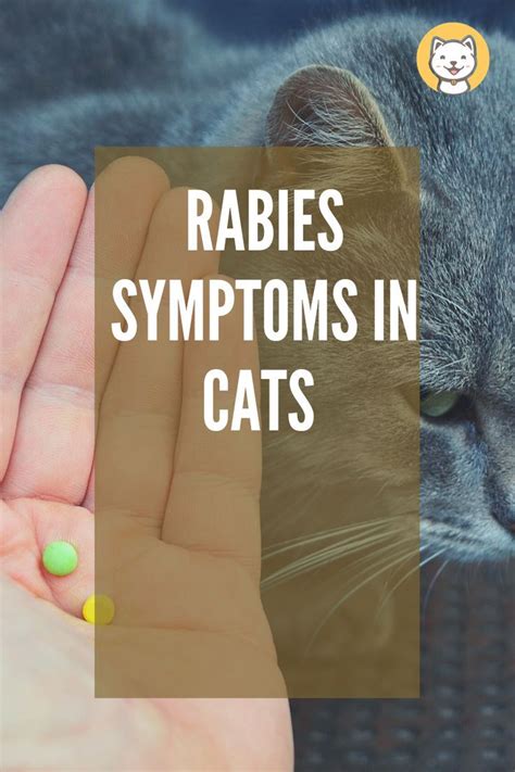 Signs Of Rabies In Kittens Stages And Risk Factors My Xxx Hot Girl