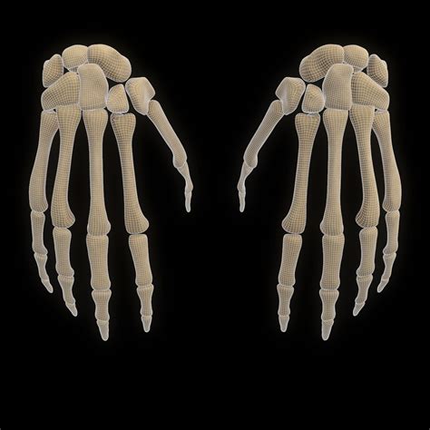 Modelo 3d Esqueleto Mano Anatomía Hueso Turbosquid 1398417