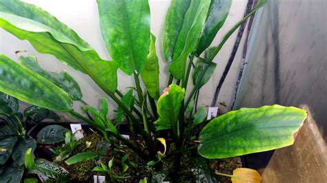 The cryptocoryne name comes from the greek word crypto, which means hidden, and coryne, which means club. Emersed Enthusiasm: 16.0005 - Cryptocoryne ciliata var ...
