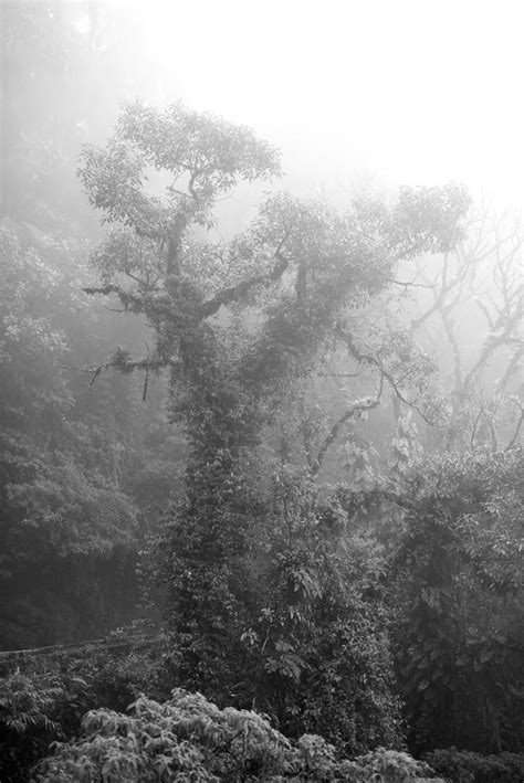 Trees In The Mist Norton Dudeque Flickr