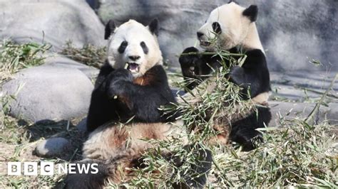 Coronavirus Pandas Leave Canada For Chinas Bamboo Bbc News