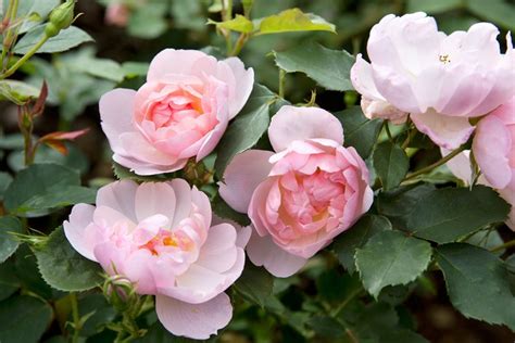 Best Shrub Roses To Grow Bbc Gardeners World Magazine