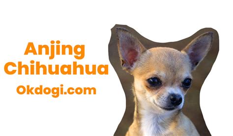 All (33 530) private (16 721) company (16 809) sort. Anjing Chihuahua : Harga Terbaru, Perawatan dan Karakter