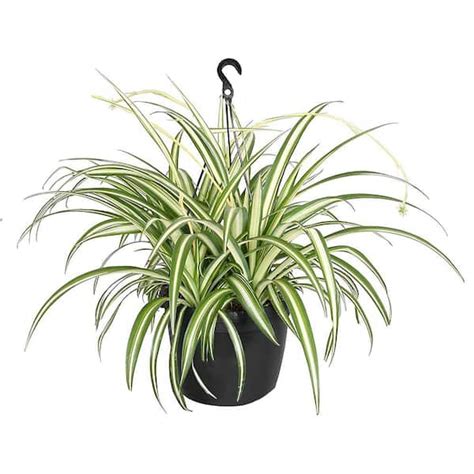 Spider Plant Chlorophytum With Creamy White And Green Foliage In 10