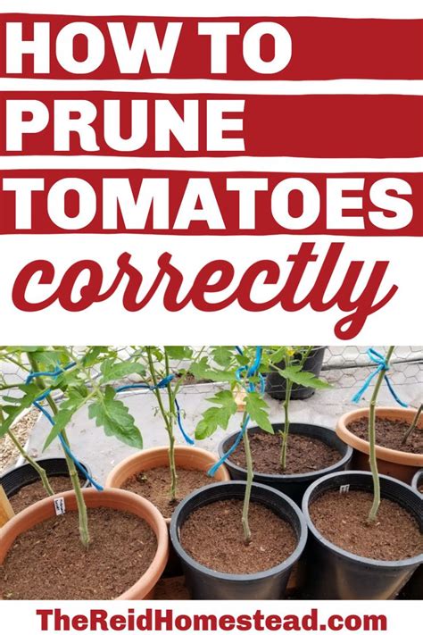 How And Why You Should Prune Tomato Plants Tomato Pruning Survival