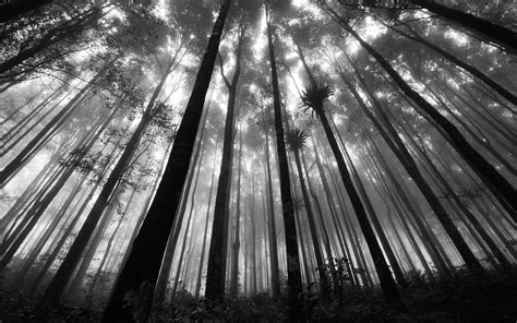 Nature Forests Grayscale Monochrome Wallpaper 2560x1600 346133