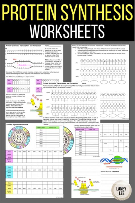 Protein Synthesis Worksheet With Answer Key Laney Lee