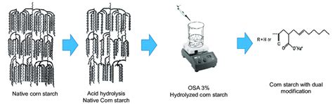 Schematical Representation Of The Dual Corn Starch Modification