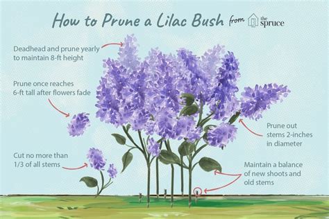 How To Prune Lilac Bushes Prune Lilac Bush Lilac Plant Lilac Bushes