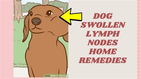 How To Help Swollen Lymph Nodes In Dogs Updated September 2022