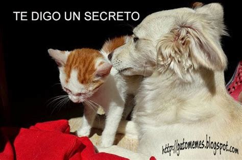 Memes De Gatos Y Perros Chistosos El Secreto Del Gatito