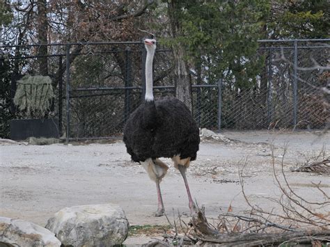 The Online Zoo Common Ostrich