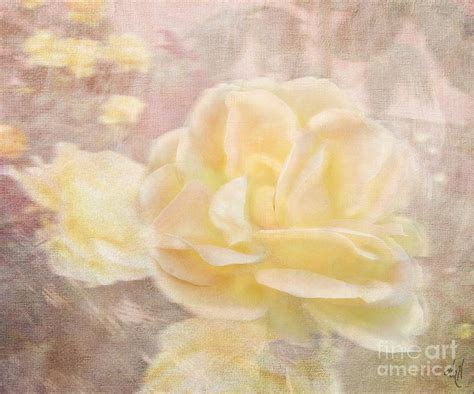 A Softer Rose Photograph By Victoria Harrington Fine Art America