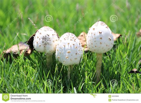 White Mushrooms In Grass Field Stock Image Image Of Fungus Group