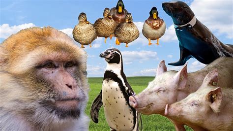 동물 동영상 동물의 세계 야생 동물 소리 가축 동물 농장 동물 동물 소리 동물 울음소리 YouTube