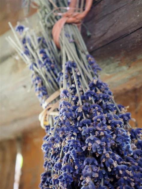Lavender Herbal Reality