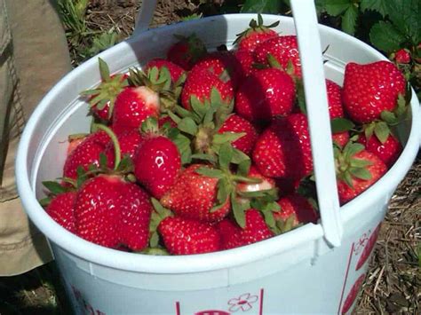 Fresh Strawberries At Fulton Farms In Troy Ohio Moments With Mandi