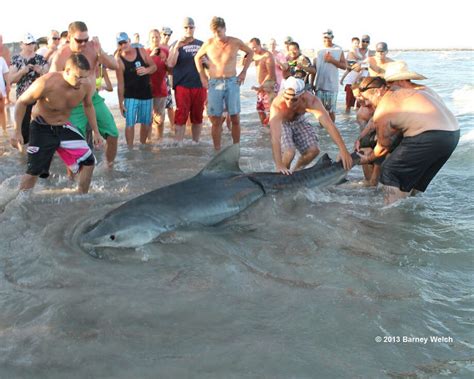 Huge Tiger Shark Caught Off Beach Near Corpus Christi San Antonio