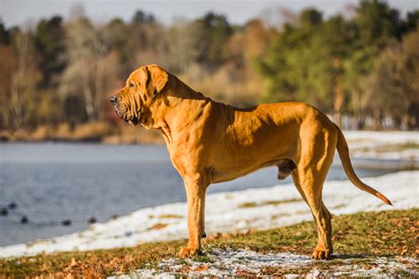 The name of each of the brazilian states below is preceded by its commonly used two letter abbreviation. Brazilian Mastiff | Bil-Jac