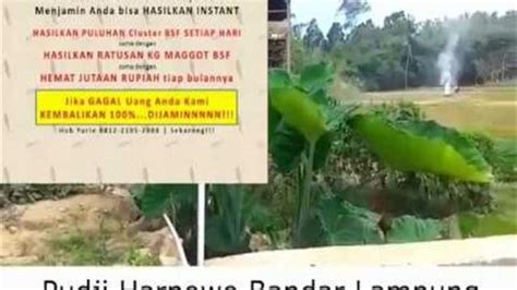 Mengetahui bagaimana teknik budidaya maggot dalam skala ke#il 2. Pelatihan Budidaya BSF Bandar Lampung, Budidaya Magot BSF | Latihan