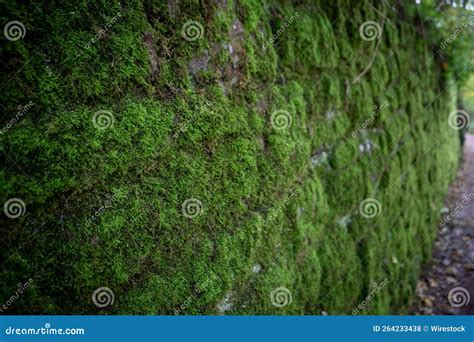 Rocky Wall Covered With Green Moss Texture Background Stock Photo