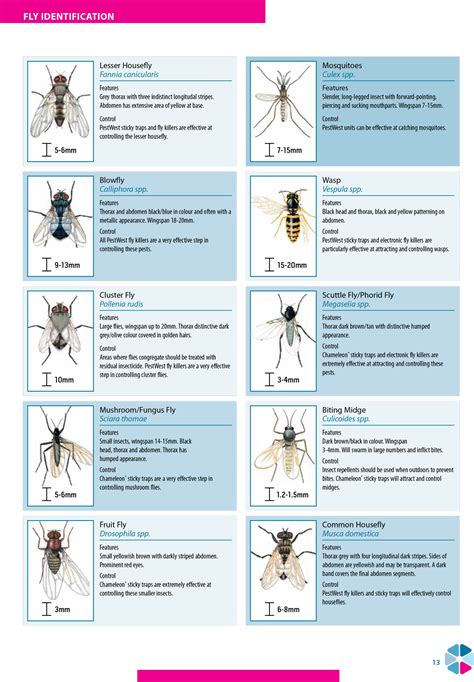 Insect Identification Pestwest Llc Usa