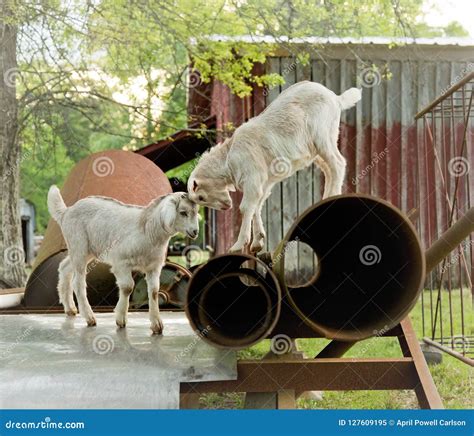 Baby Goats Playing On Farm Stock Image Image Of White 127609195