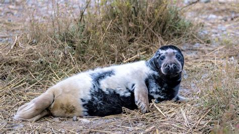 Rare Black Seal Pups Spotted At Blakeney Point Nature Reserve Bbc News