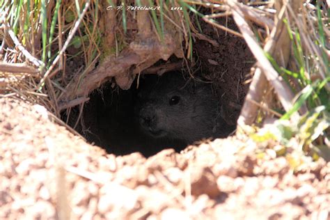 Groundhog In His Hole Photograph By Carolyn Postelwait Pixels