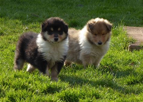 Rough Collie Info Temperament Lifespan Puppies Pictures