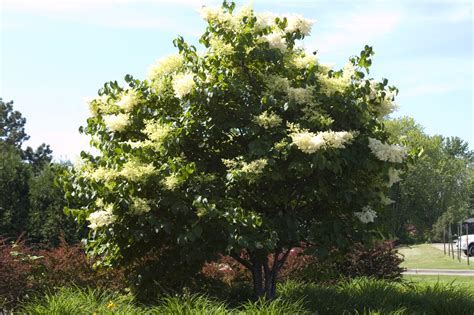 Japanese Tree Lilac Pahls Market Apple Valley Mn