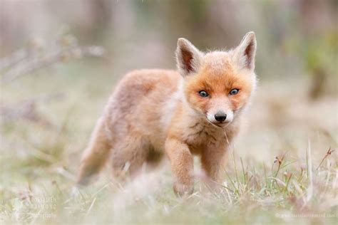 Red Fox Baby The Runt Of The Litterso Much Smaller Than Her Bro